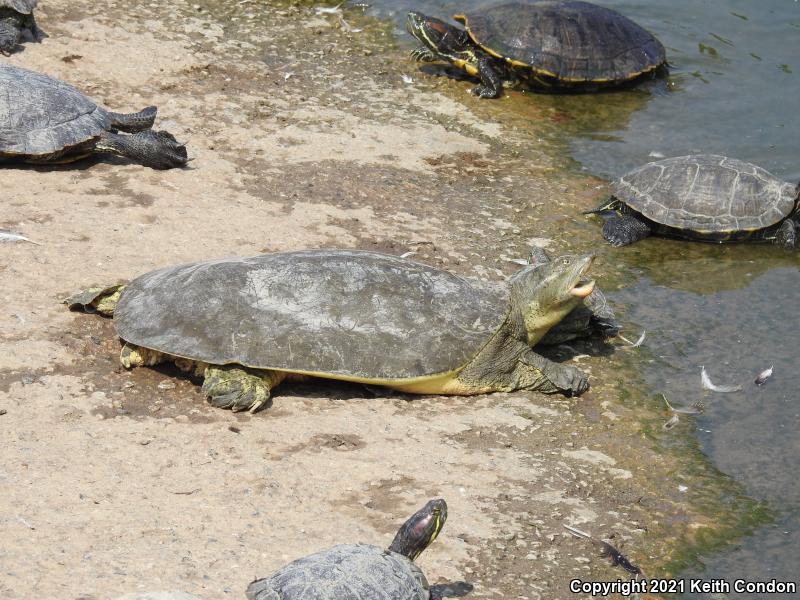 Spiny Softshell (Apalone spinifera)