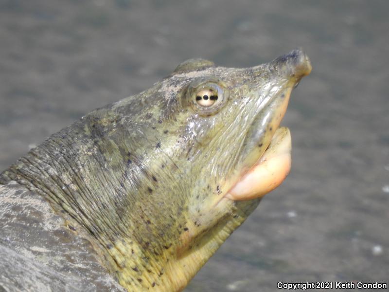 Spiny Softshell (Apalone spinifera)