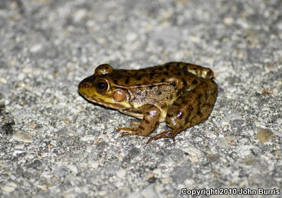 Northern Green Frog (Lithobates clamitans melanota)