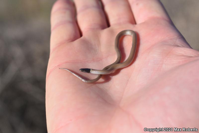 Western Black-headed Snake (Tantilla planiceps)