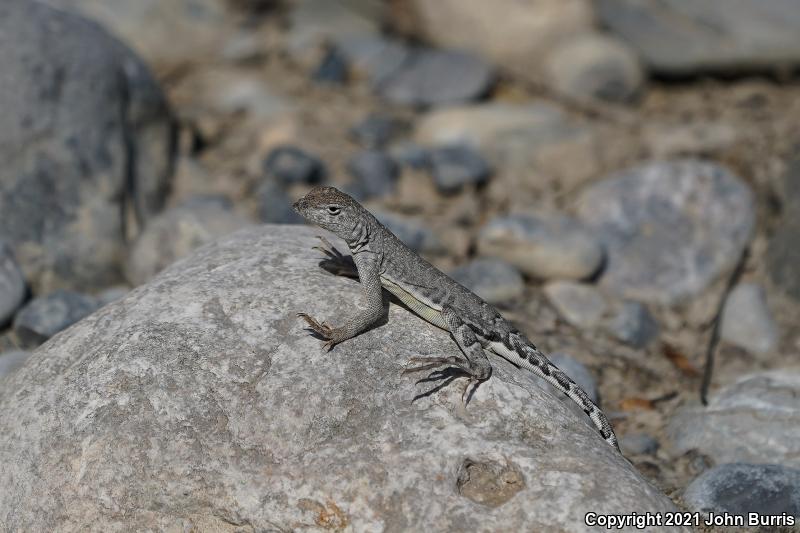 Greater Earless Lizard (Cophosaurus texanus)