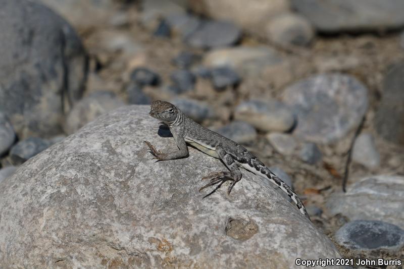 Greater Earless Lizard (Cophosaurus texanus)