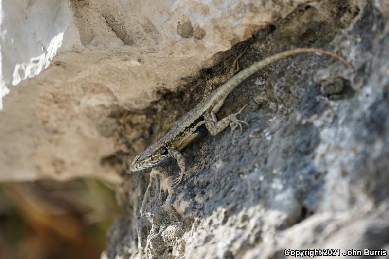 Blue-bellied Lizard (Sceloporus parvus)