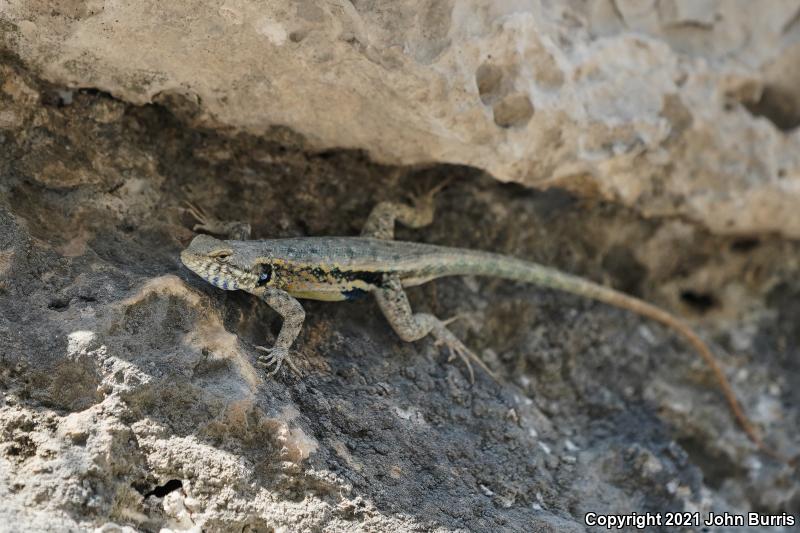 Blue-bellied Lizard (Sceloporus parvus)