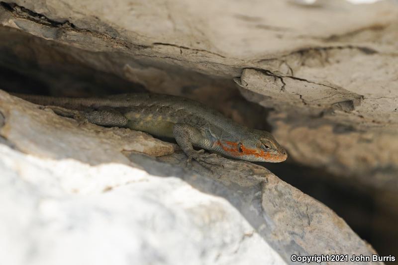 Couch's Spiny Lizard (Sceloporus couchii)