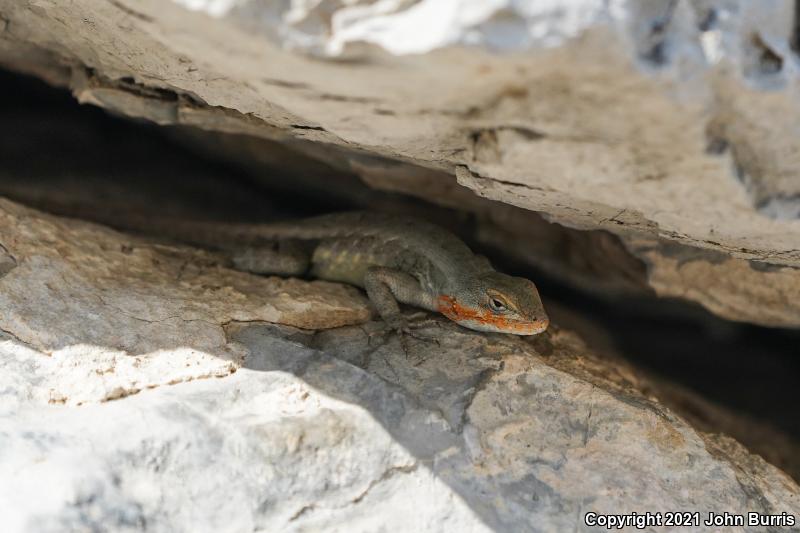 Couch's Spiny Lizard (Sceloporus couchii)