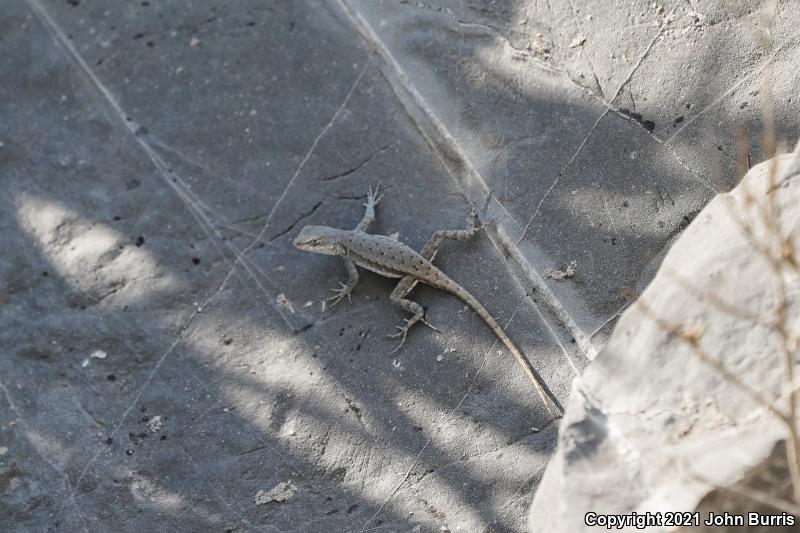 Couch's Spiny Lizard (Sceloporus couchii)