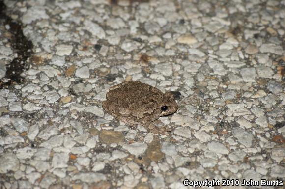 Gray Treefrog (Hyla versicolor)