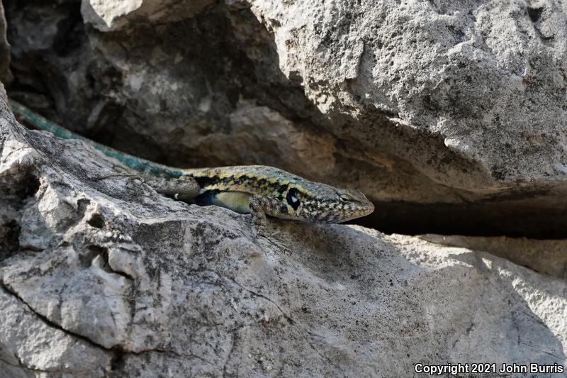 Blue-bellied Lizard (Sceloporus parvus)