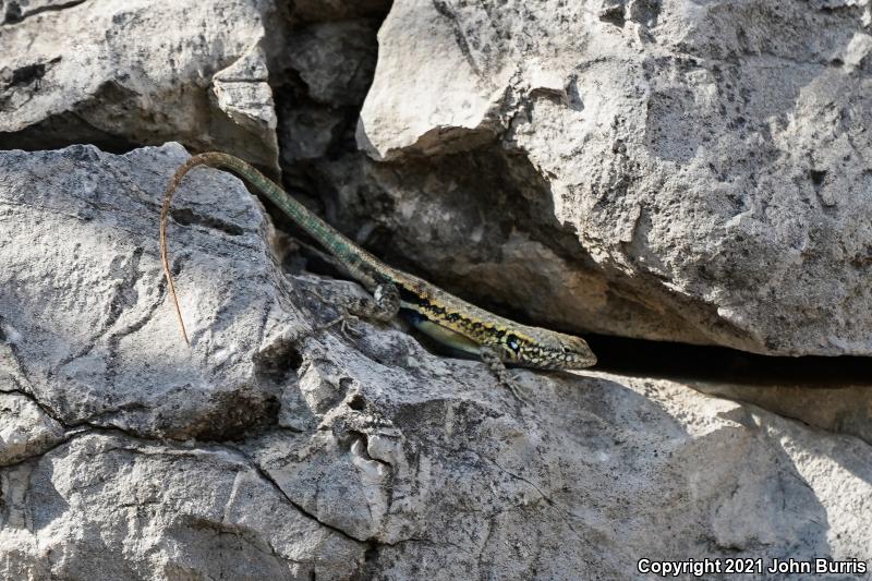 Blue-bellied Lizard (Sceloporus parvus)