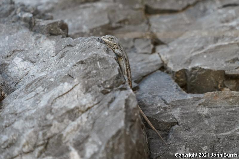Couch's Spiny Lizard (Sceloporus couchii)