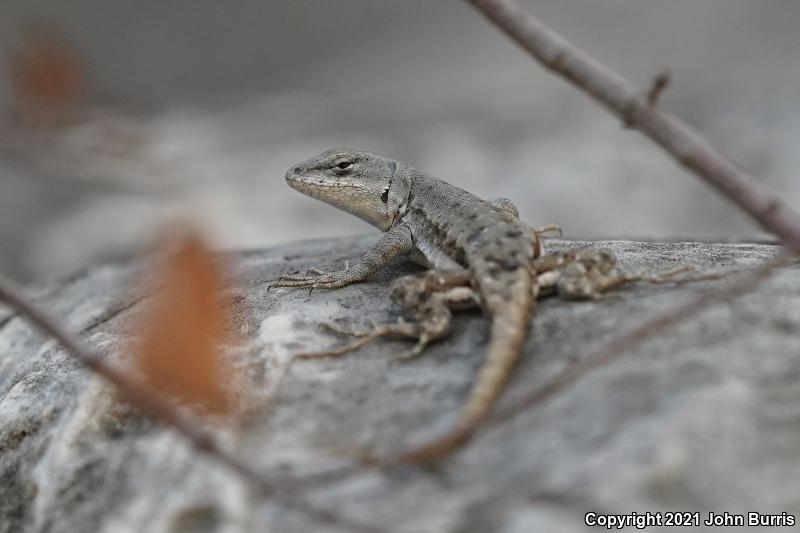 Couch's Spiny Lizard (Sceloporus couchii)