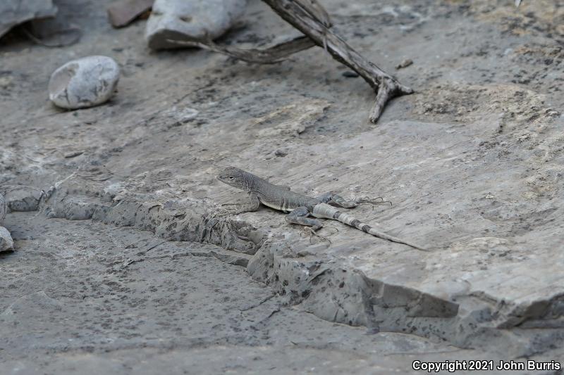 Greater Earless Lizard (Cophosaurus texanus)