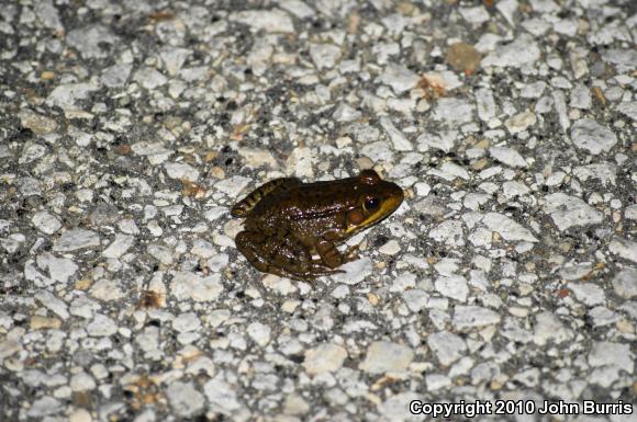 Northern Green Frog (Lithobates clamitans melanota)