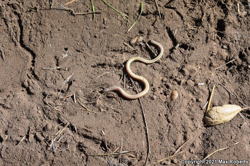 Legless Lizards (Anniella)