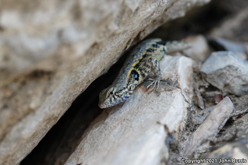 Blue-bellied Lizard (Sceloporus parvus)