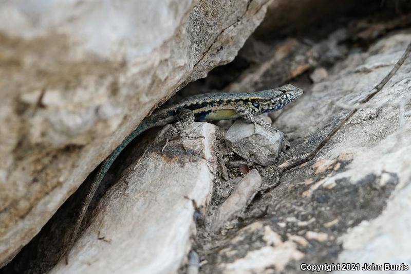 Blue-bellied Lizard (Sceloporus parvus)