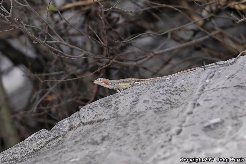 Couch's Spiny Lizard (Sceloporus couchii)