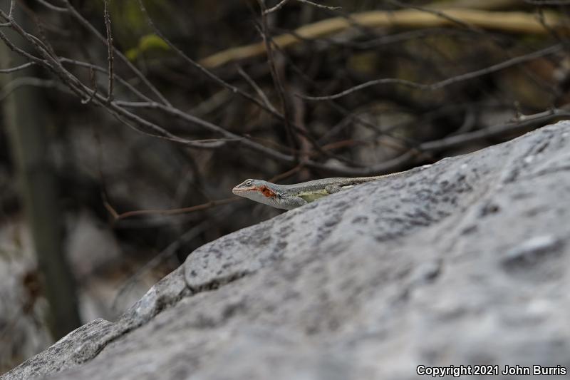 Couch's Spiny Lizard (Sceloporus couchii)