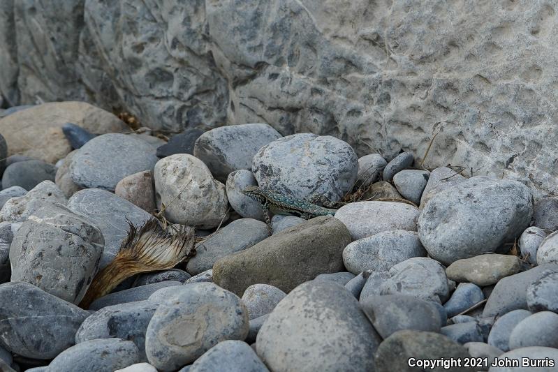 Blue-bellied Lizard (Sceloporus parvus)