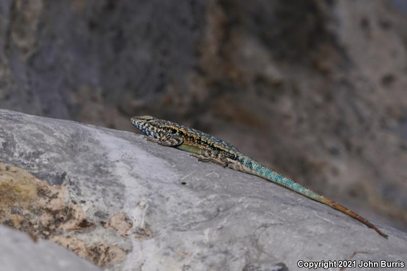 Blue-bellied Lizard (Sceloporus parvus)