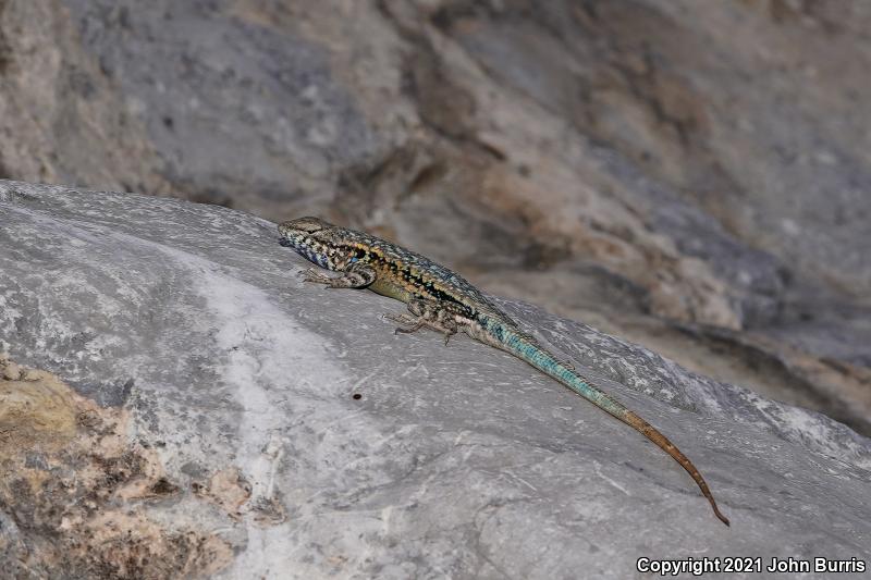 Blue-bellied Lizard (Sceloporus parvus)