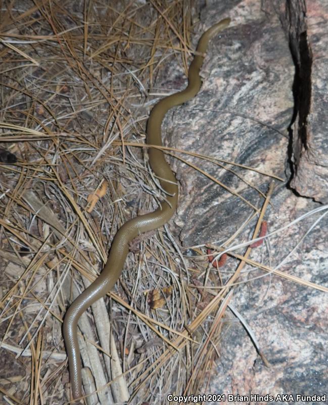 Southern Rubber Boa (Charina umbratica)