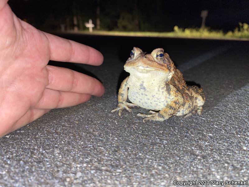 Fowler's Toad (Anaxyrus fowleri)