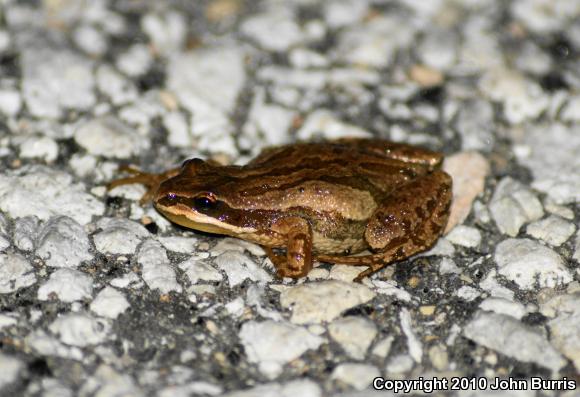 Western Chorus Frog (Pseudacris triseriata)