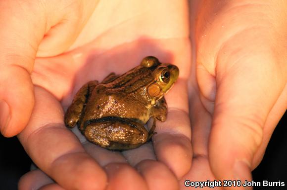 Northern Green Frog (Lithobates clamitans melanota)