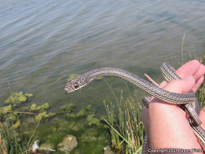 Desert Striped Whipsnake (Coluber taeniatus taeniatus)