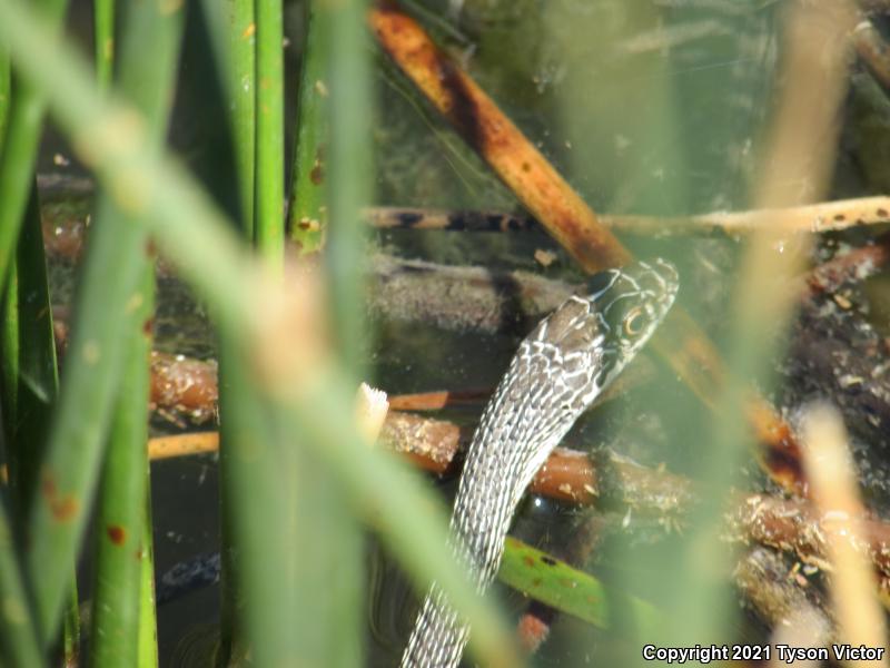 Desert Striped Whipsnake (Coluber taeniatus taeniatus)