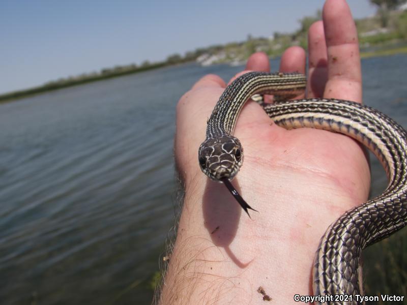 Desert Striped Whipsnake (Coluber taeniatus taeniatus)