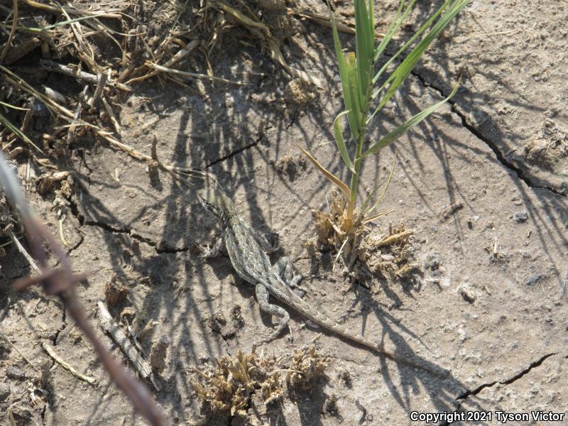 Northern Side-blotched Lizard (Uta stansburiana stansburiana)