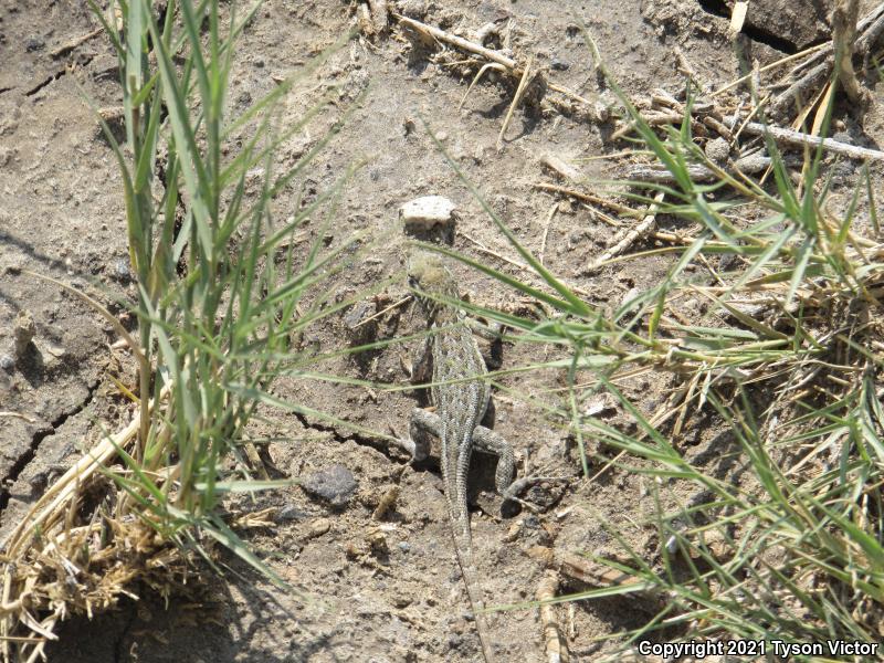 Northern Side-blotched Lizard (Uta stansburiana stansburiana)