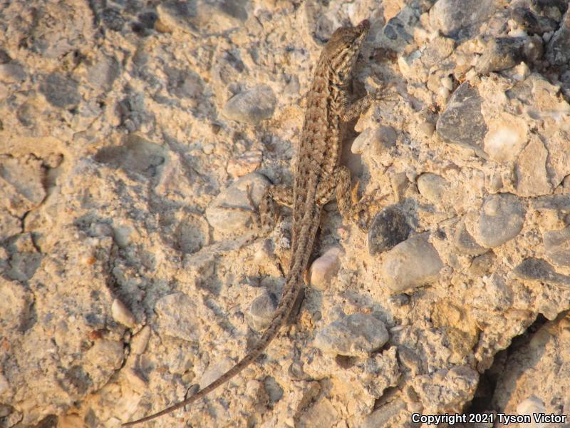 Northern Side-blotched Lizard (Uta stansburiana stansburiana)