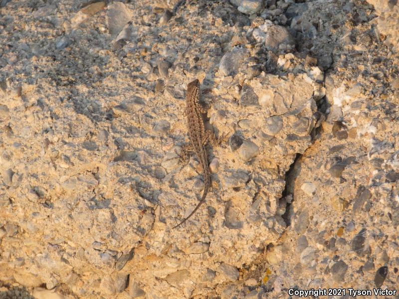 Northern Side-blotched Lizard (Uta stansburiana stansburiana)