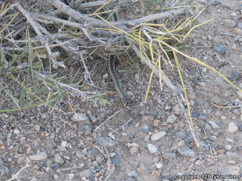 Desert Striped Whipsnake (Coluber taeniatus taeniatus)