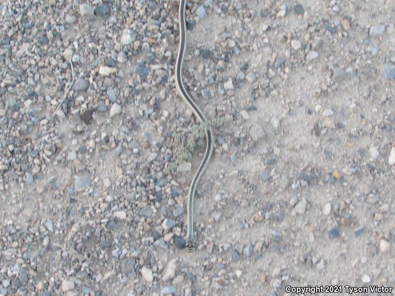 Desert Striped Whipsnake (Coluber taeniatus taeniatus)