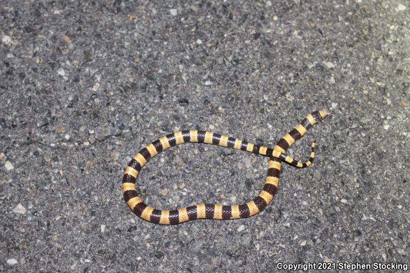 Nevada Shovel-nosed Snake (Chionactis occipitalis talpina)