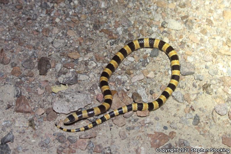 Nevada Shovel-nosed Snake (Chionactis occipitalis talpina)