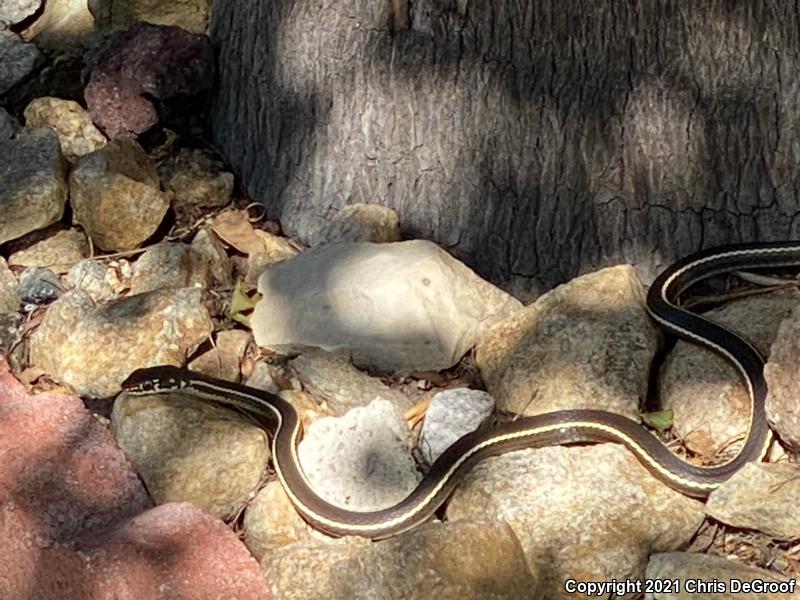 California Striped Racer (Coluber lateralis lateralis)