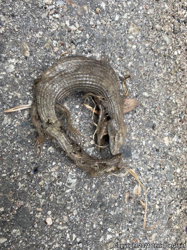 San Diego Alligator Lizard (Elgaria multicarinata webbii)