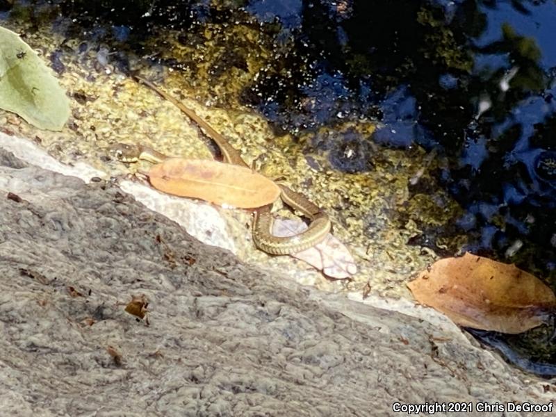 Two-striped Gartersnake (Thamnophis hammondii)