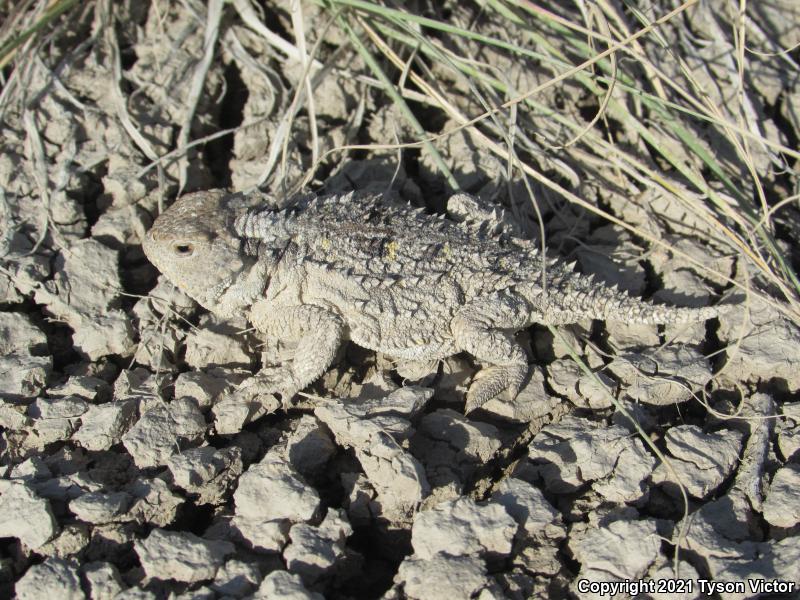 Hernandez's Short-horned Lizard (Phrynosoma hernandesi hernandesi)