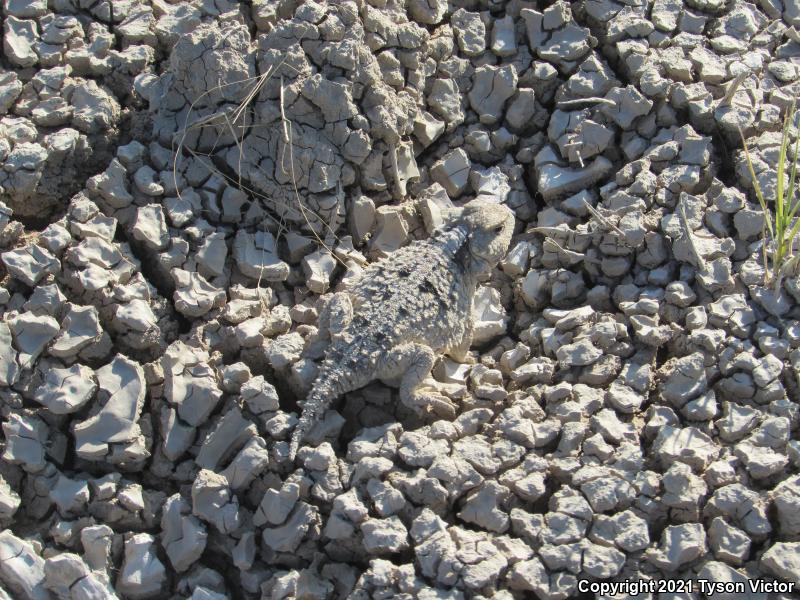 Hernandez's Short-horned Lizard (Phrynosoma hernandesi hernandesi)