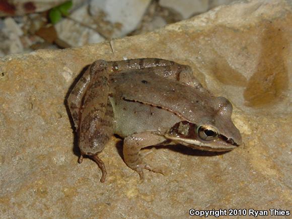 Wood Frog (Lithobates sylvaticus)