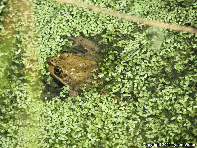 Columbia Spotted Frog (Rana luteiventris)