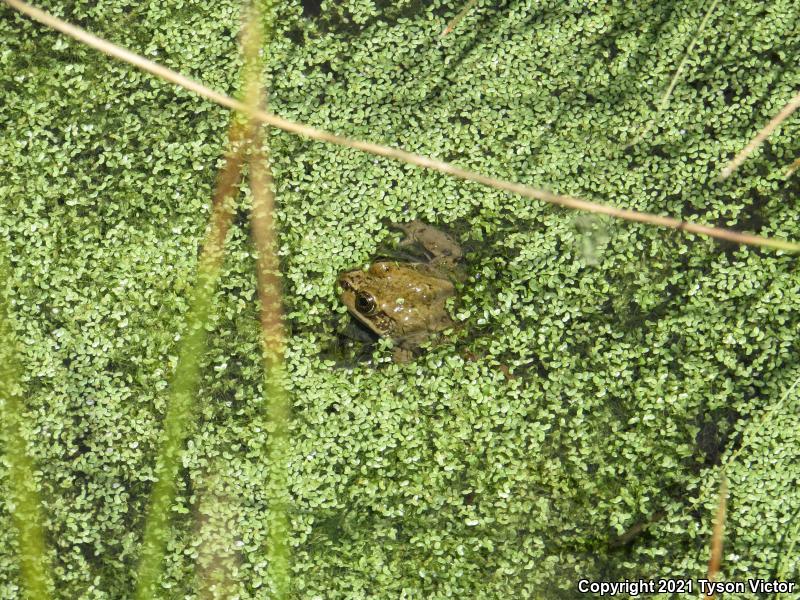 Columbia Spotted Frog (Rana luteiventris)