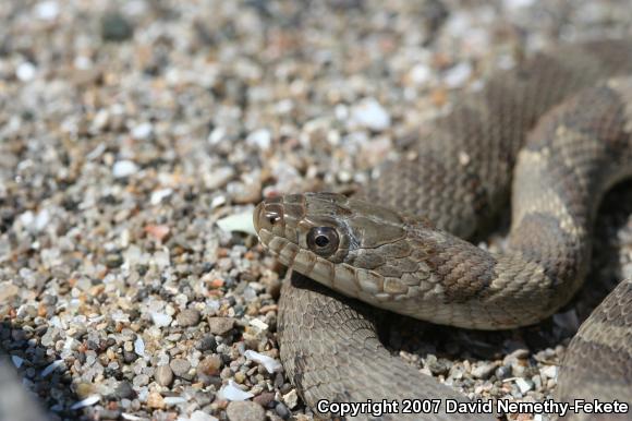 Lake Erie Watersnake (Nerodia sipedon insularum)